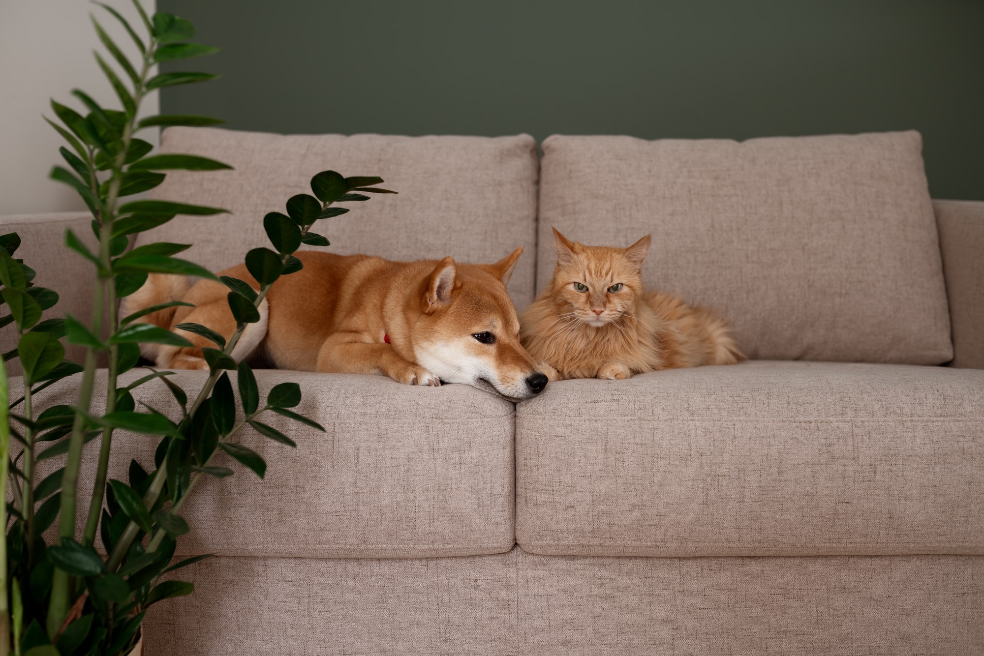 Red Shiba inu dog and red cat napping on gray couch in modern room with green wall. Cozy home